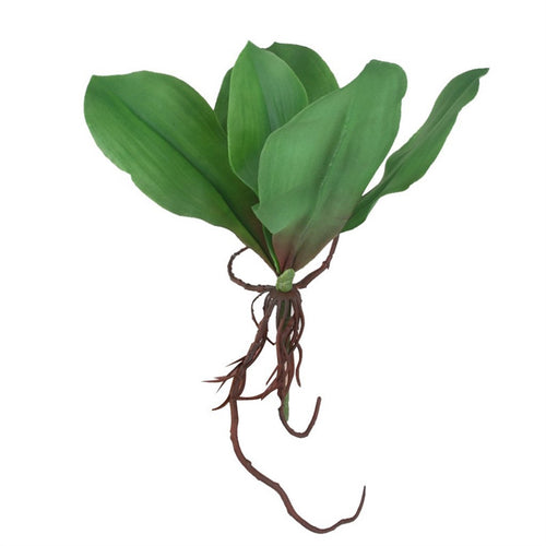 Phalaenopsis