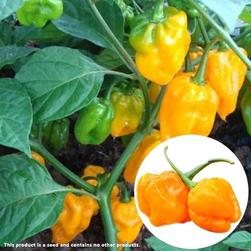 Pepper Heirloom
