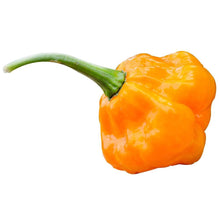 Load image into Gallery viewer, Pepper Heirloom